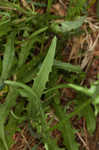 Smooth hawksbeard